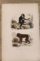 Gravure singes, dessin ancien, occasion