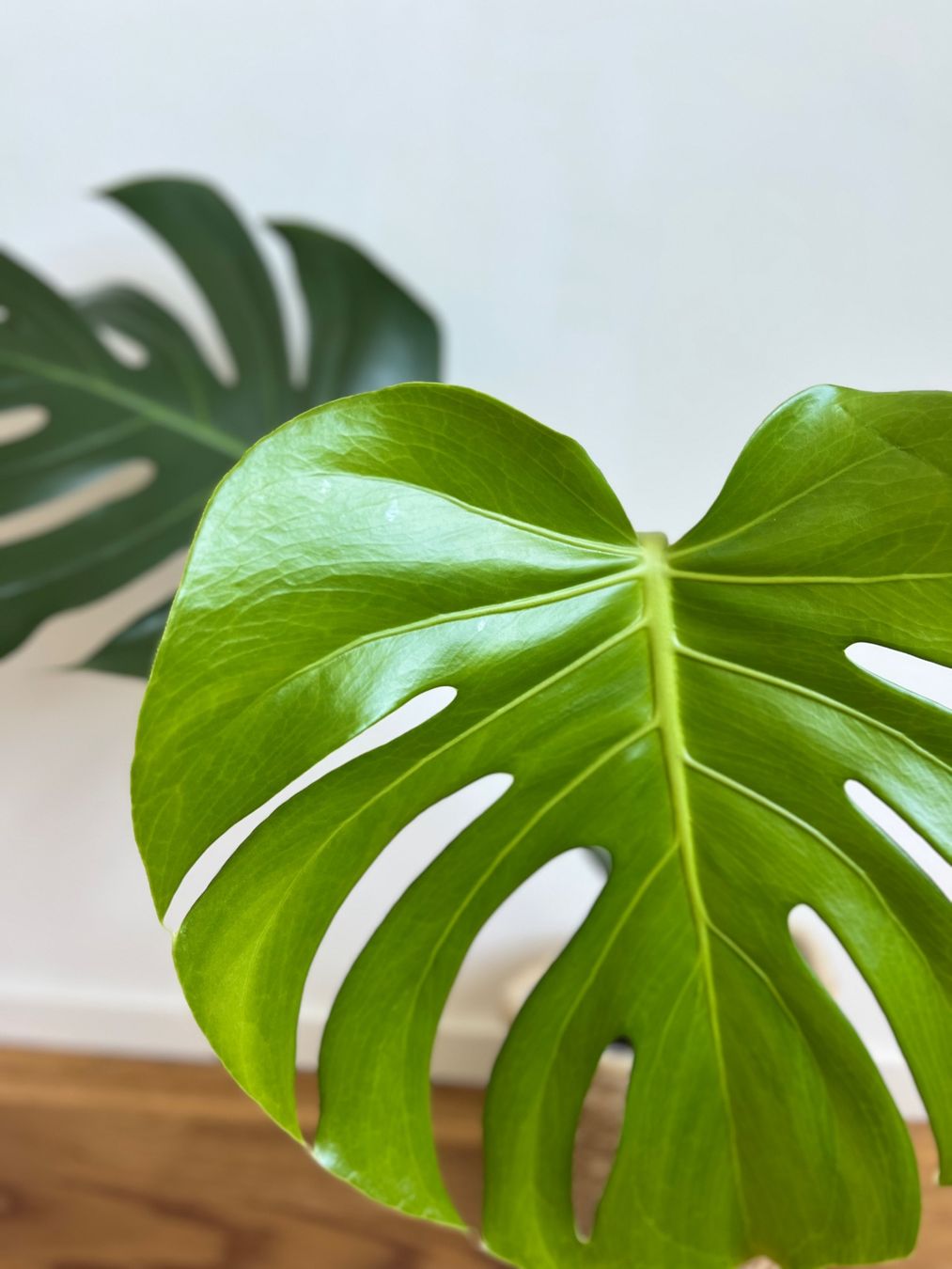 Piante & sementi: Monstera Deliciosa🤩 – Usato da Glattpark(Opfikon) venduto da ste_n99y 1
