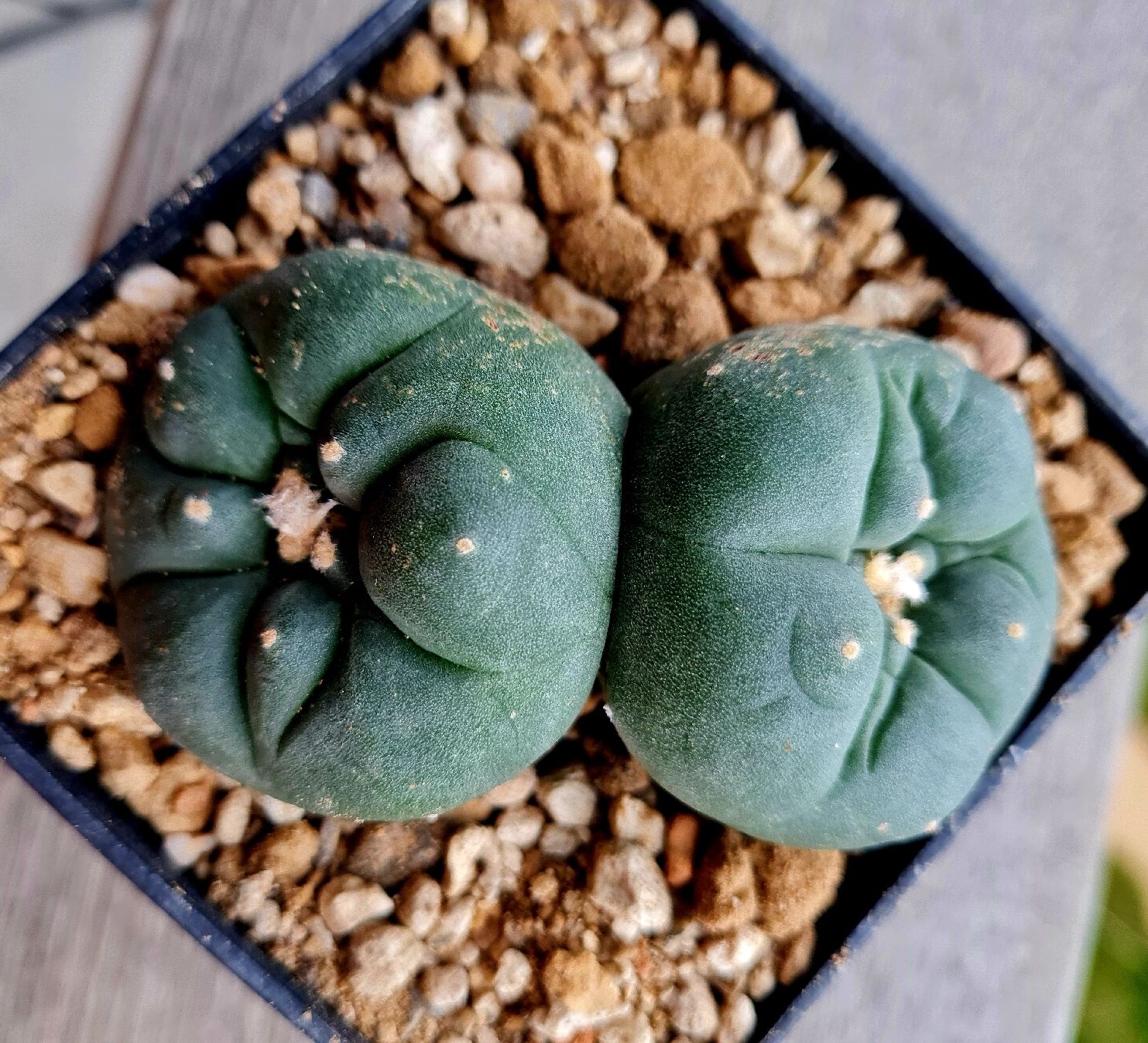 Pflanzen & Samen: Lophophora Diffusa Doppelkopf  – Gebraucht aus Zürich von