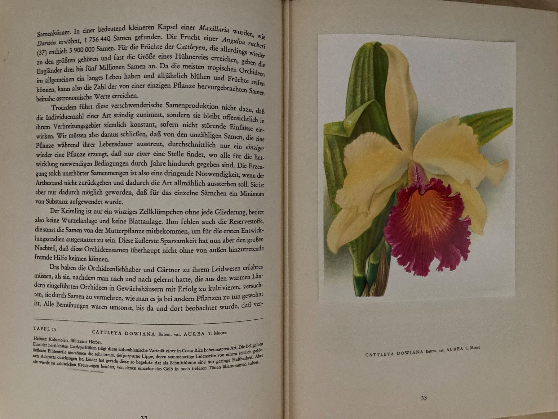Libri: Blumenbücher, Orchideen, Gartenblumen, Bergblumen – Usato da Oberlunkhofen venduto da Martab 7