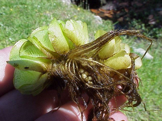 Piante & sementi: 10 rundblättrige Schwimmfarne! – Nuovo (secondo la descrizione) da Steffisburg venduto da Calceolaria 1