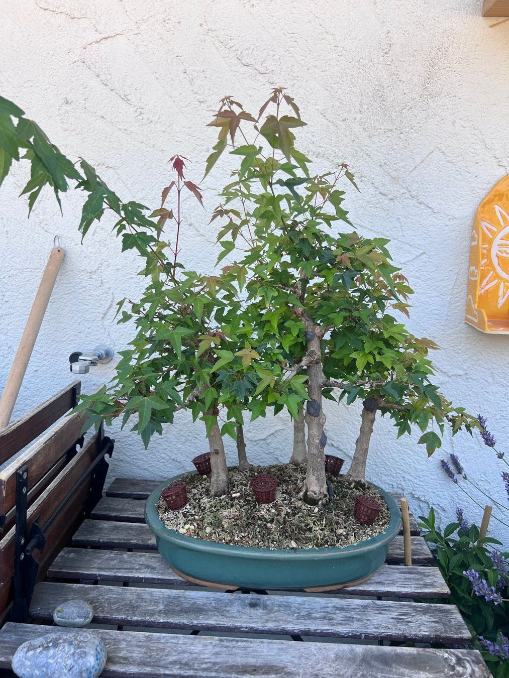 Plantes & graines: Acer Buergerianum / Trident Maple Bonsai Forest – D'occasion à Genève par dan_tt69 1