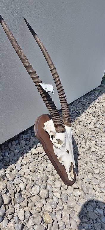 Sonstiges zum Sammeln & Seltenes: Schädel einer Oryxantilope – Gebraucht aus Düdingen von patrick.r. 2