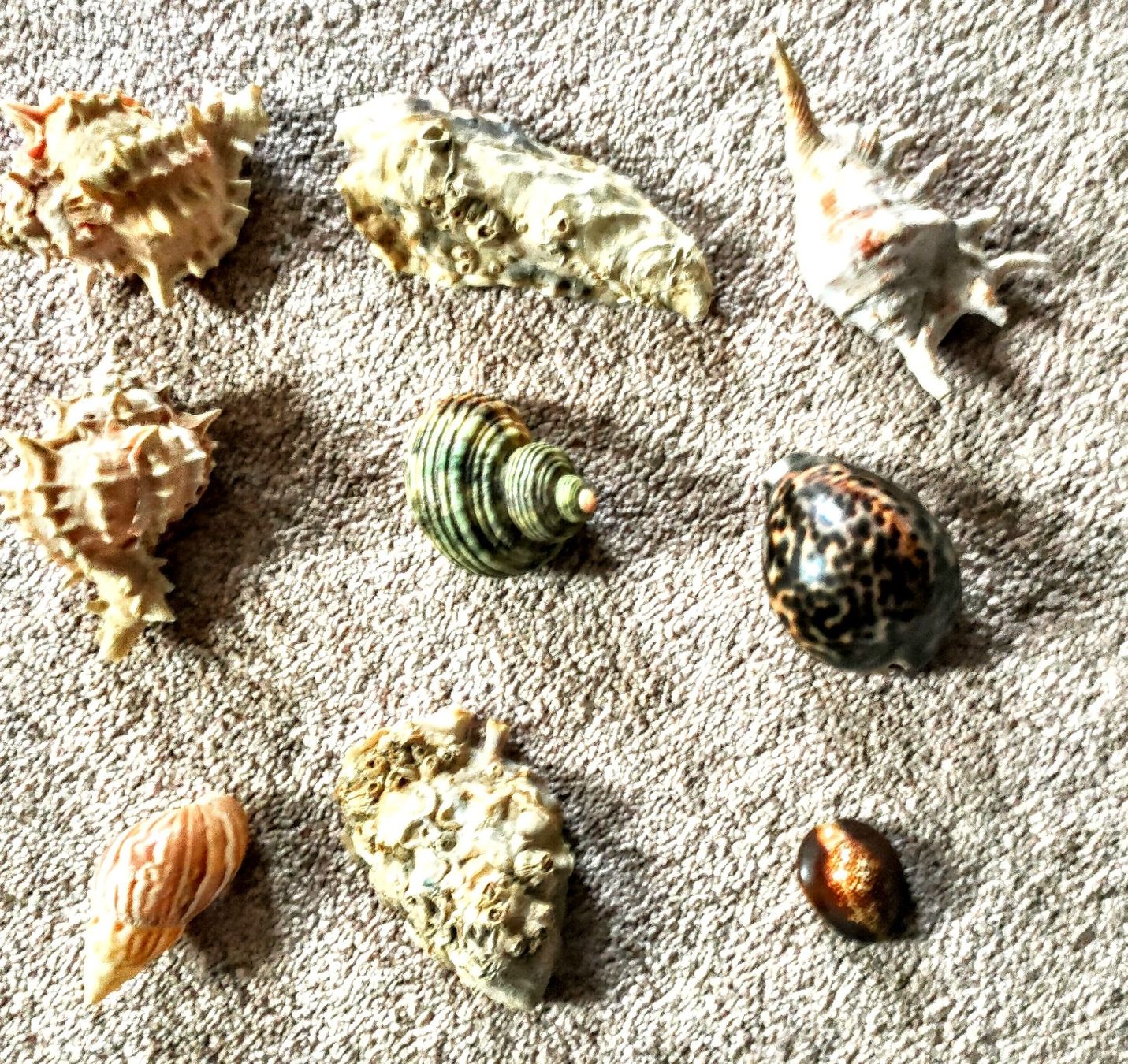 Tutte le decorazioni: MUSCHELN - DIVERS - 9 STÜCK !!! – Nuovo (secondo la descrizione) da DEGERSHEIM venduto da LACHSSTATION