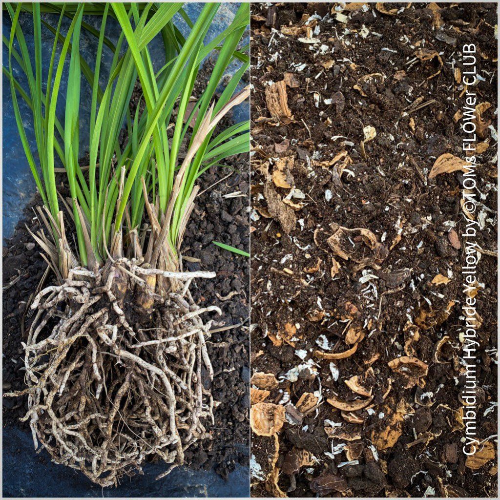 Piante & sementi: Cymbidium Ranson Flor mit zauberhaften Blüten – Nuovo e nell'imballaggio originale da Adliswil venduto da MarkyForest 2