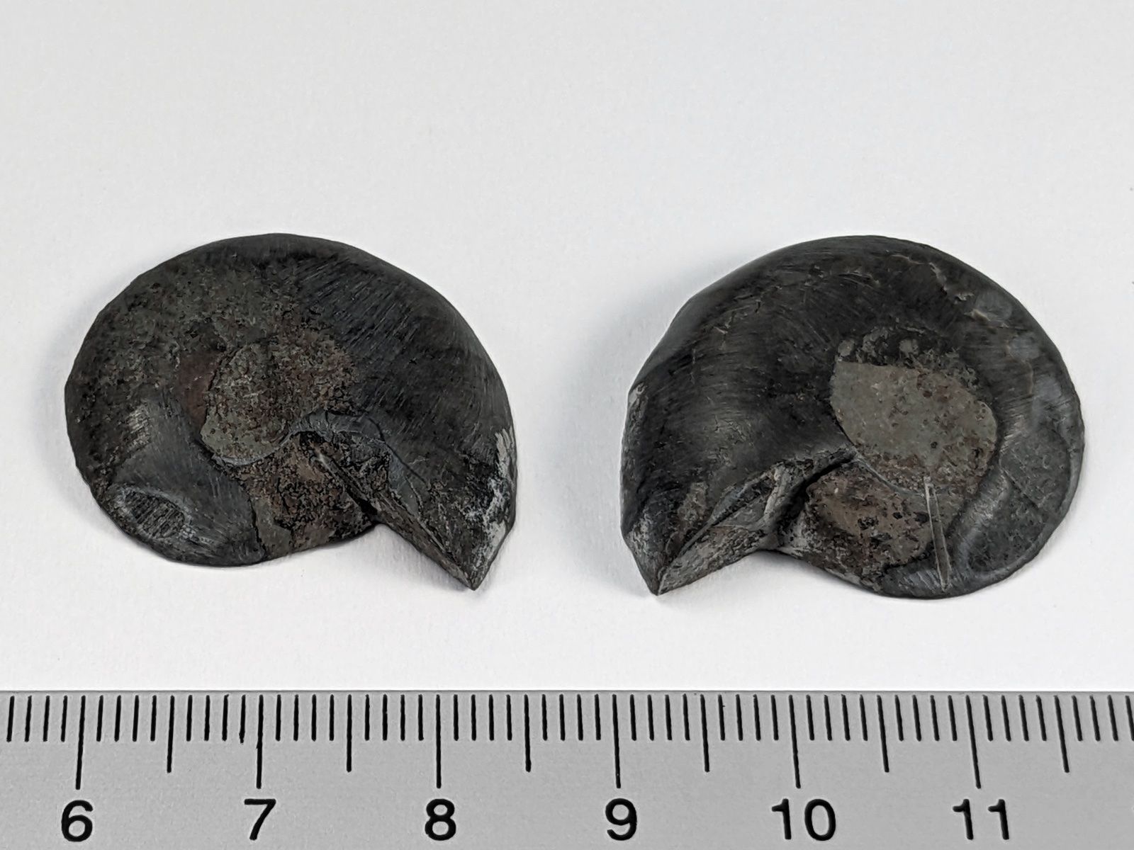 Fossili: Schwarzes Ammonit Fossilien Paar 29mm – Nuovo e nell'imballaggio originale da Meilen venduto da StoneGarden 1