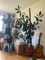 Ficus elastica