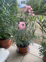 Oleander hellrosa, Höhe 125 cm