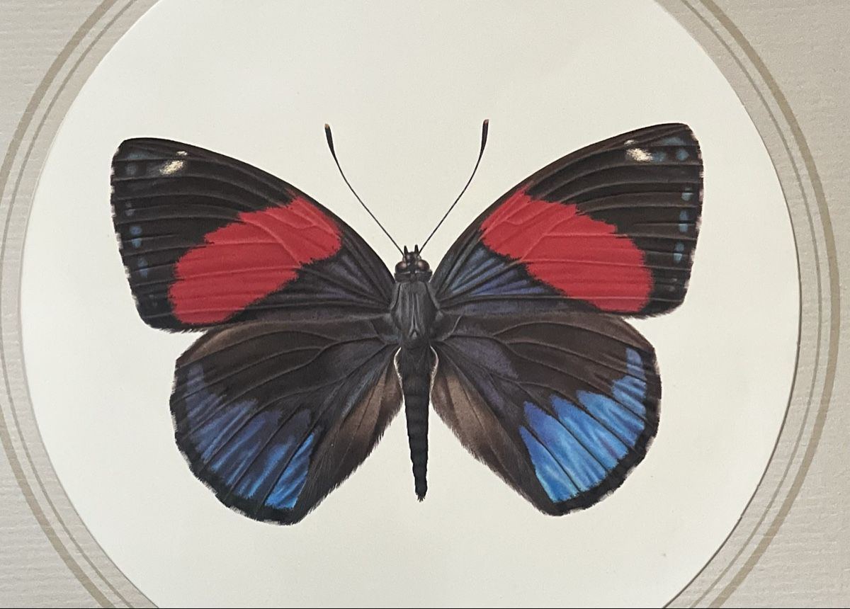 Grafica & Litografie: Original Max Heuberger Schmetterling-Litho, Basel 1975! – Usato da Riehen venduto da mcmal 3