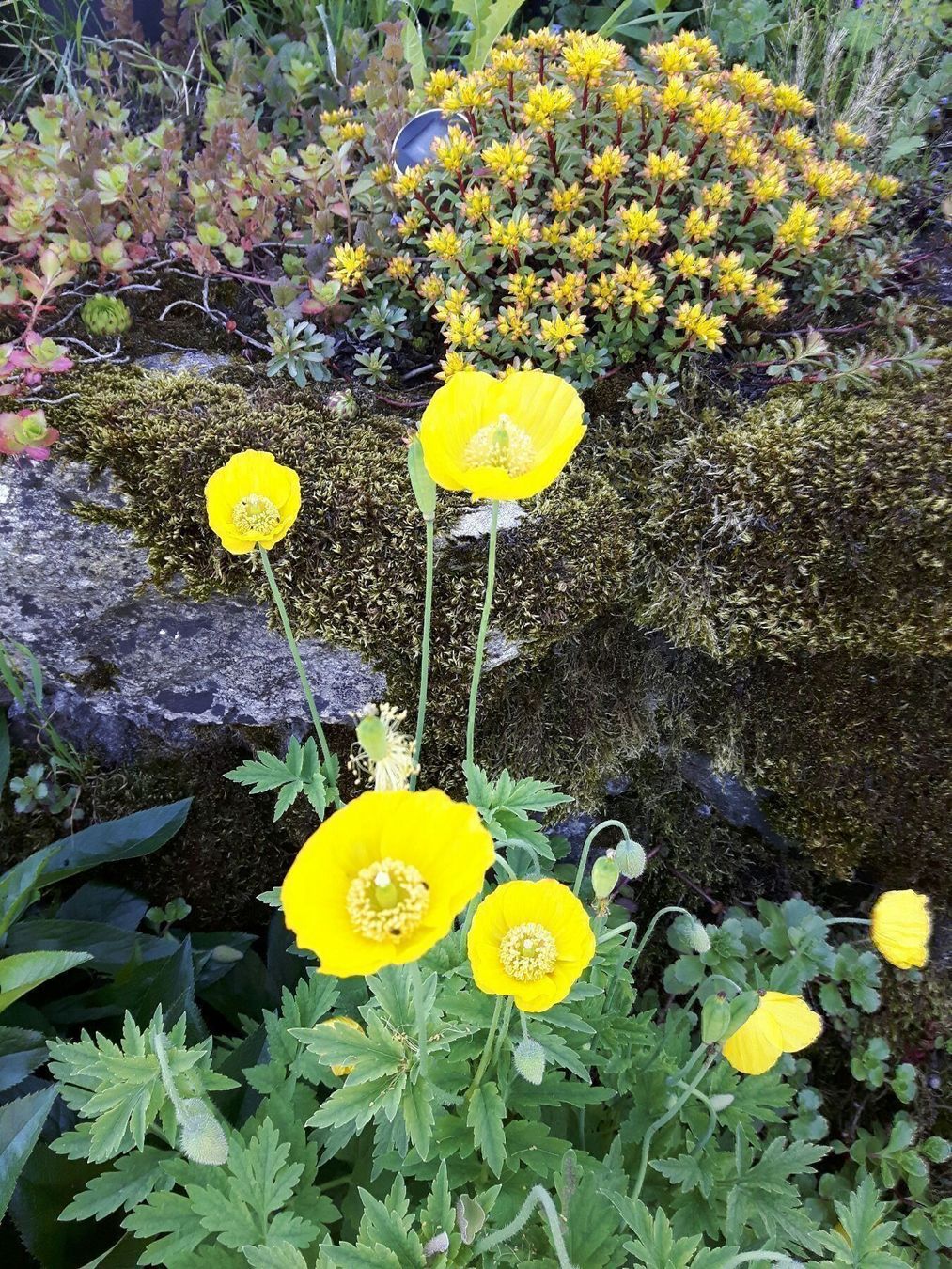 Piante & sementi: Schein mohn waldmohn 20 Samen – Nuovo e nell'imballaggio originale da Ibach venduto da chaemilochhobbygarte 1