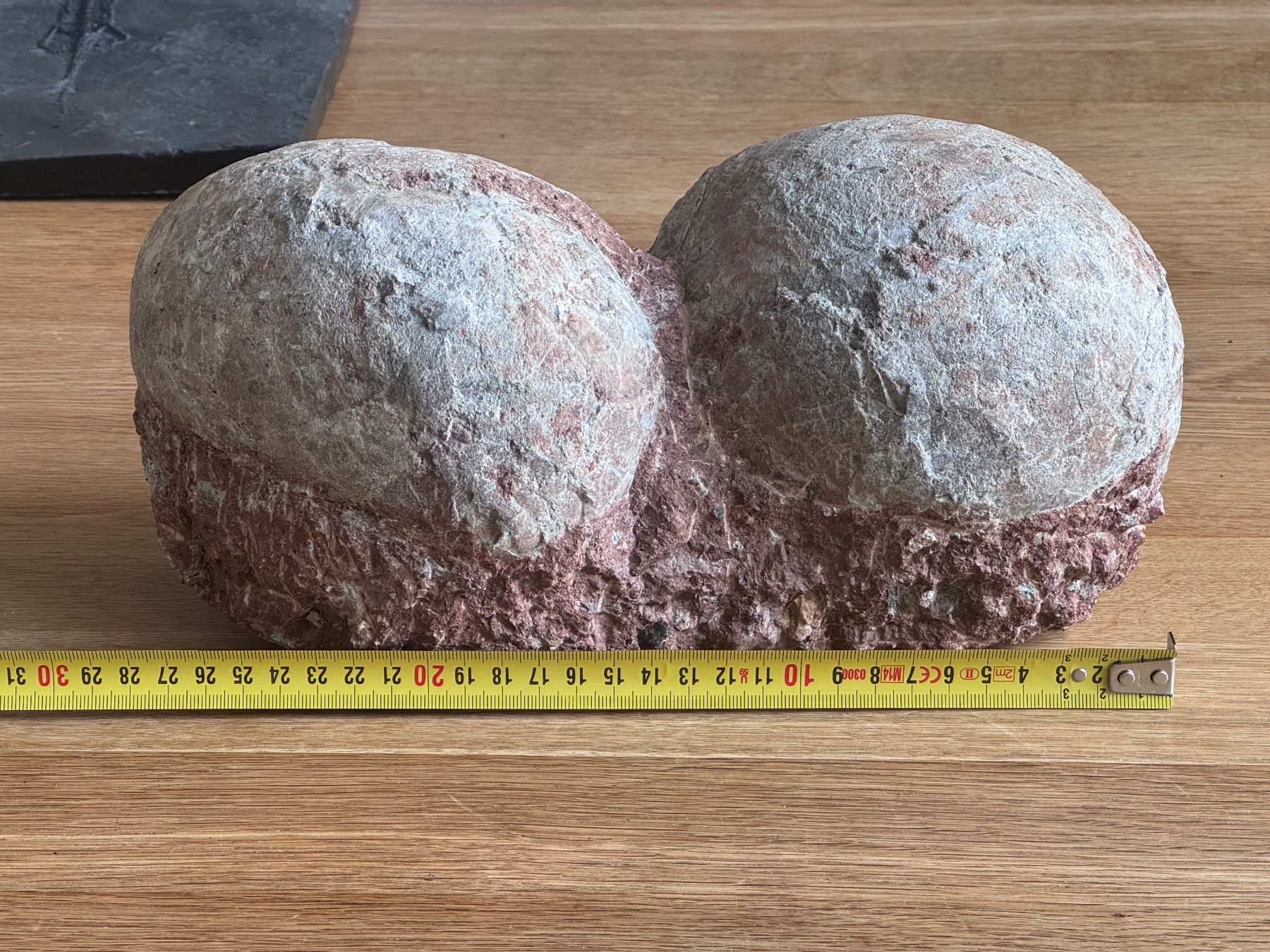 Fossili: Dinosaurier Fossil - Hadrosaurus/Dendroolithus Eier – Usato da Zürich venduto da xevious69 4