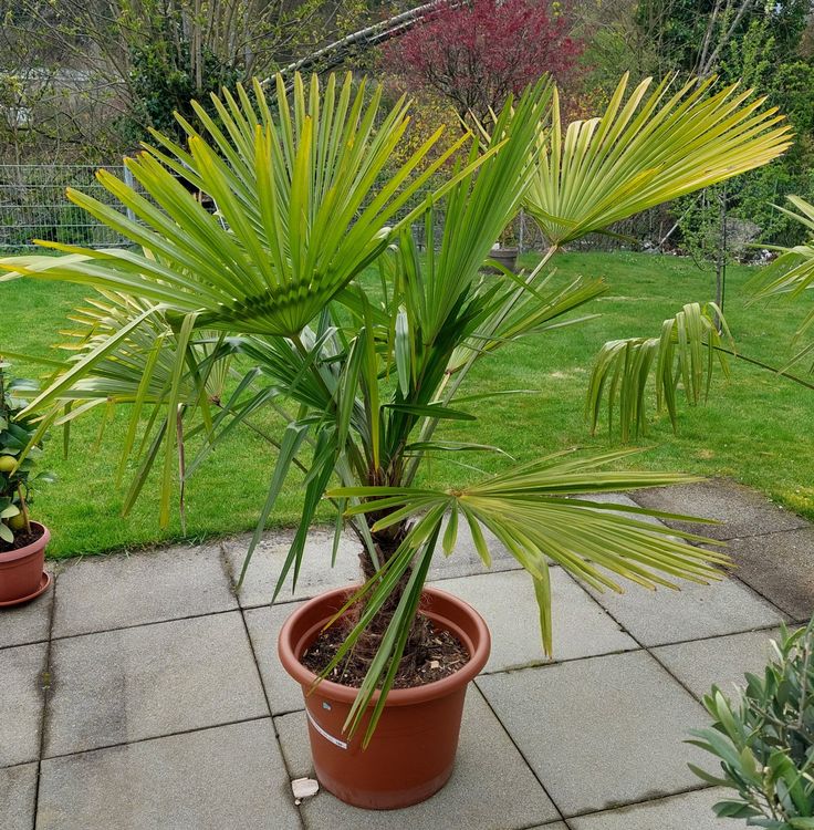 Palme Kaufen auf Ricardo