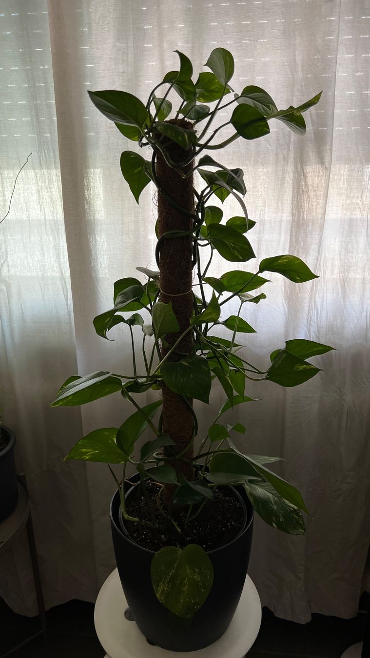 Piante & sementi: Grand pothos mature avec pot décoratif – Usato da Genève venduto da dev_7mx7 2