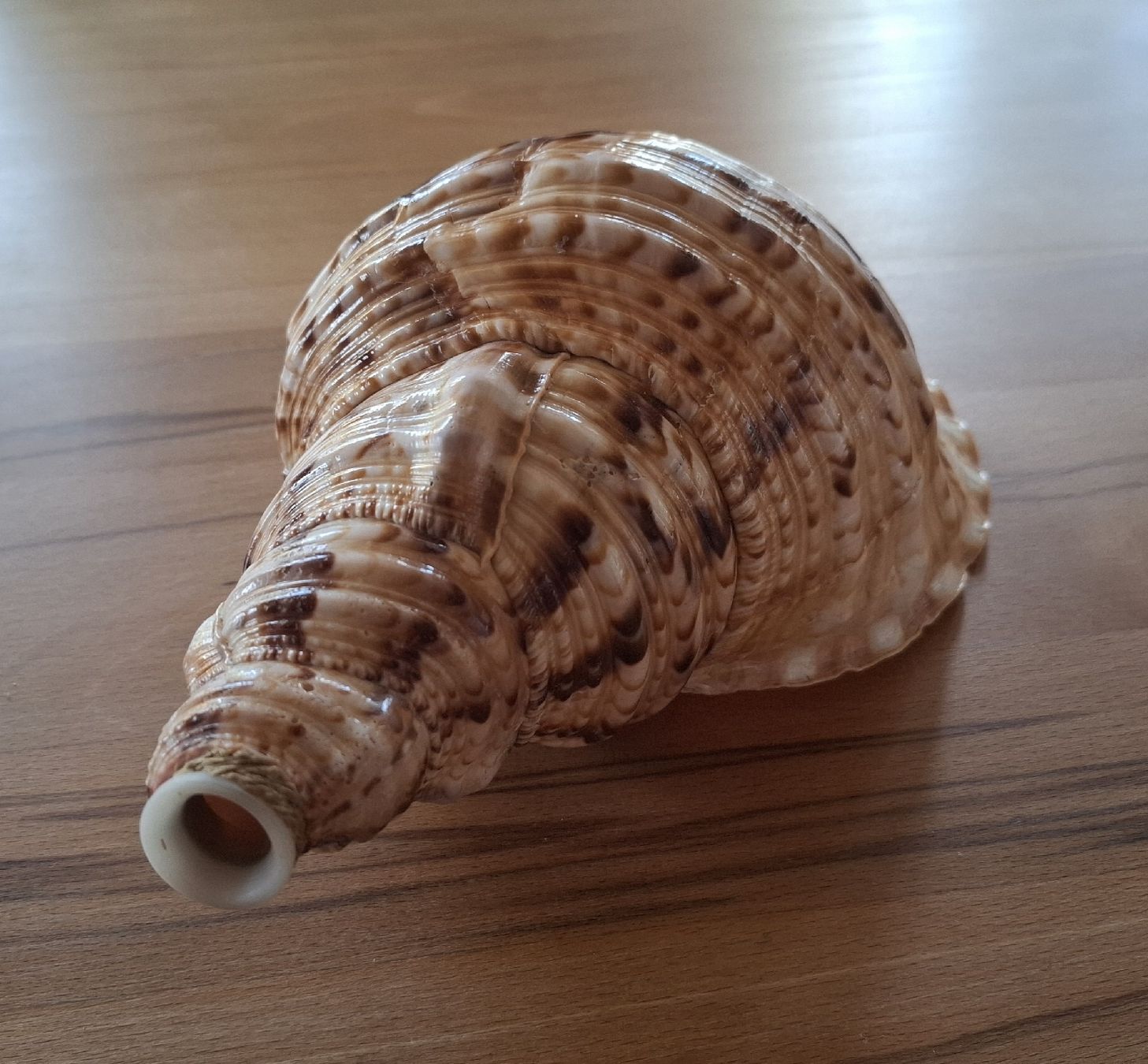 Strumenti musicali: Tritonshorn Blasmuschel – Usato da Marbach SG venduto da Mmyway 2