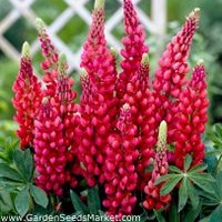 30 Samen Lupine RUSSEL MY CASTLE Staudenlupine