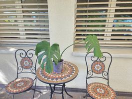 Monstera Deliciosa 