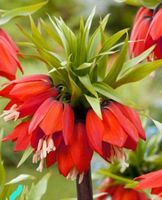 FRITTTILARIA RUBRA : 1 erwachsenes Rhizom + Infos zur Pflege