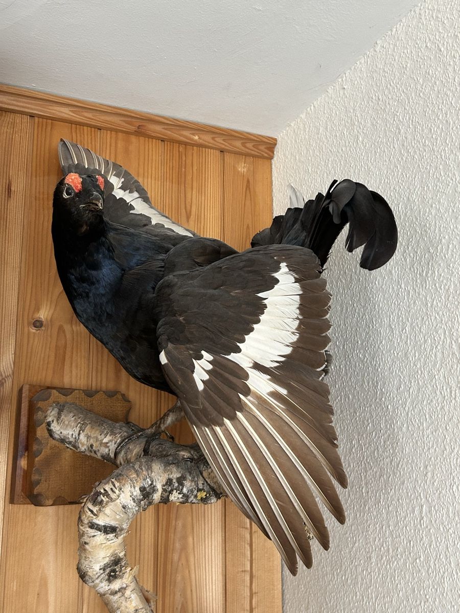 Welt der Tiere: Trophäe Birkhahn ausgestopft > 2 Tiere – Gebraucht aus Davos Platz von cilgia08