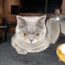 Profile image of iva_p7ps