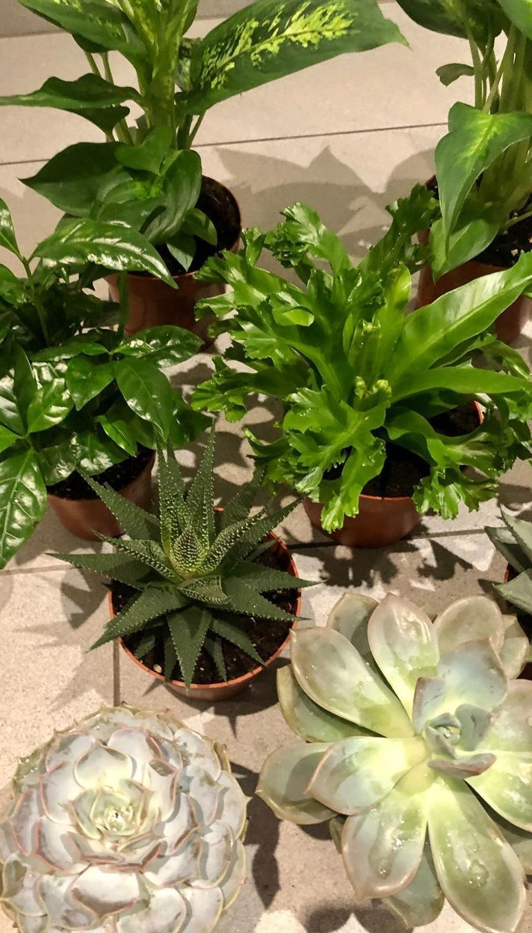 Pflanzen & Samen: 10 STK Sammlung von Pflanzen 10-30cm – Neu und originalverpackt aus Rovio von POSITIFFARTandPLANTS 3