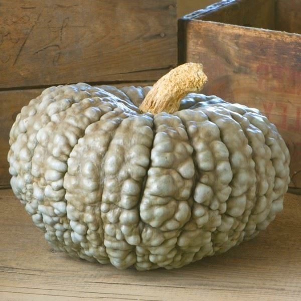Piante & sementi: COURGE Marina di Chioggia  5g – Nuovo (secondo la descrizione) da Bremblens venduto da FIBONACCI369 5