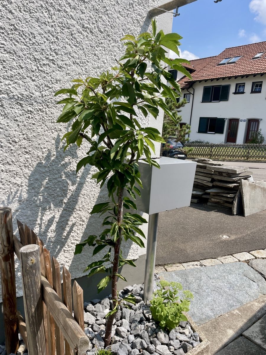 Pflanzen & Samen: Kirschbaum | Säulenkirsche  – Gebraucht aus Zürich von samira12382