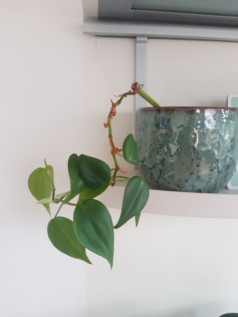 Zimmerpflanze Pflanze Efeutute Philodendron ohne Topf (Gebraucht) in  Feuerthalen fr CHF 2  nur Abholung auf Ricardo kaufen