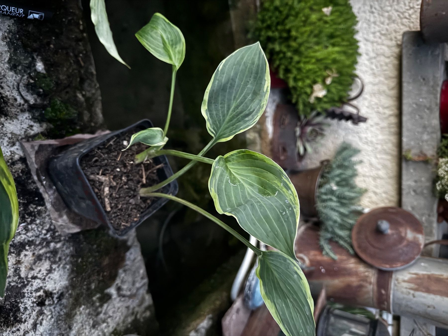 Piante & sementi: Hosta irish eyes – Usato da Lajoux JU venduto da Briard0 1