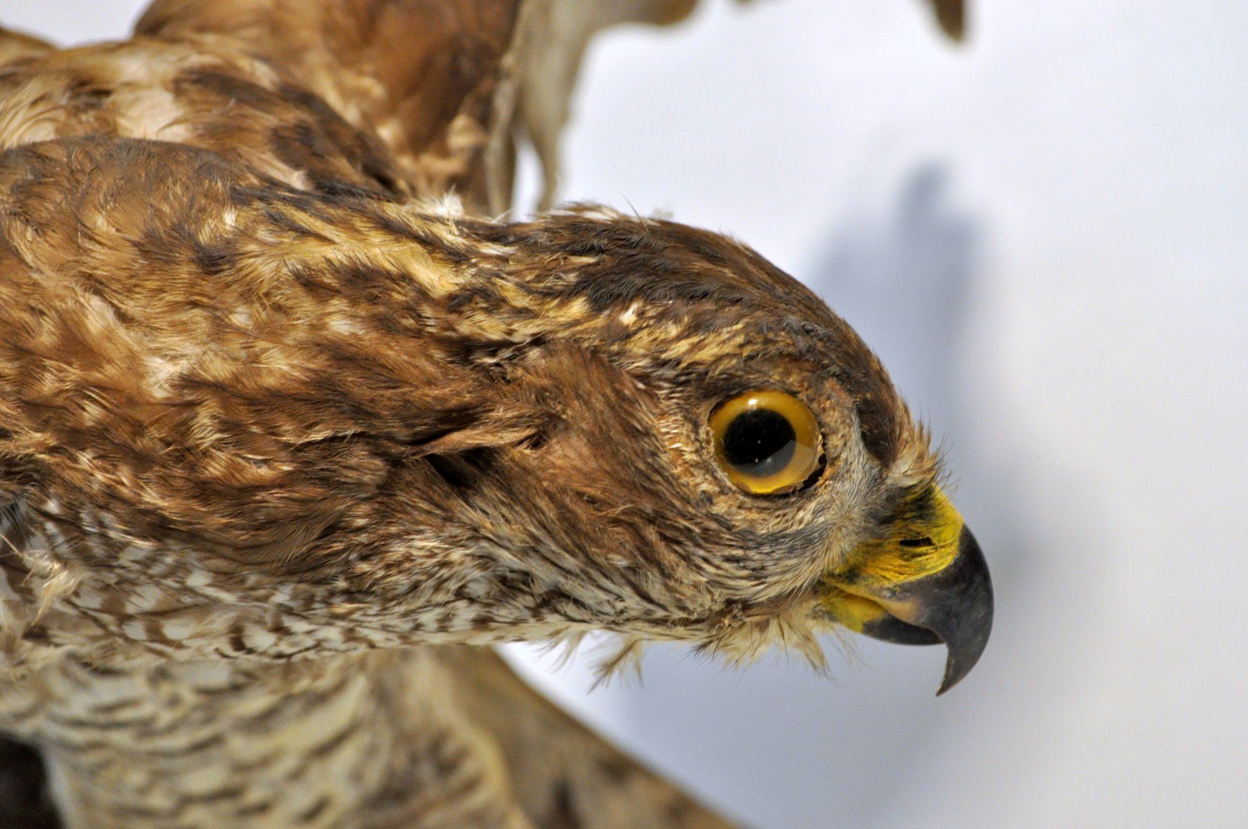 Welt der Tiere: Rapace naturalisé – Gebraucht aus Neuchâtel von Neuchatel 4