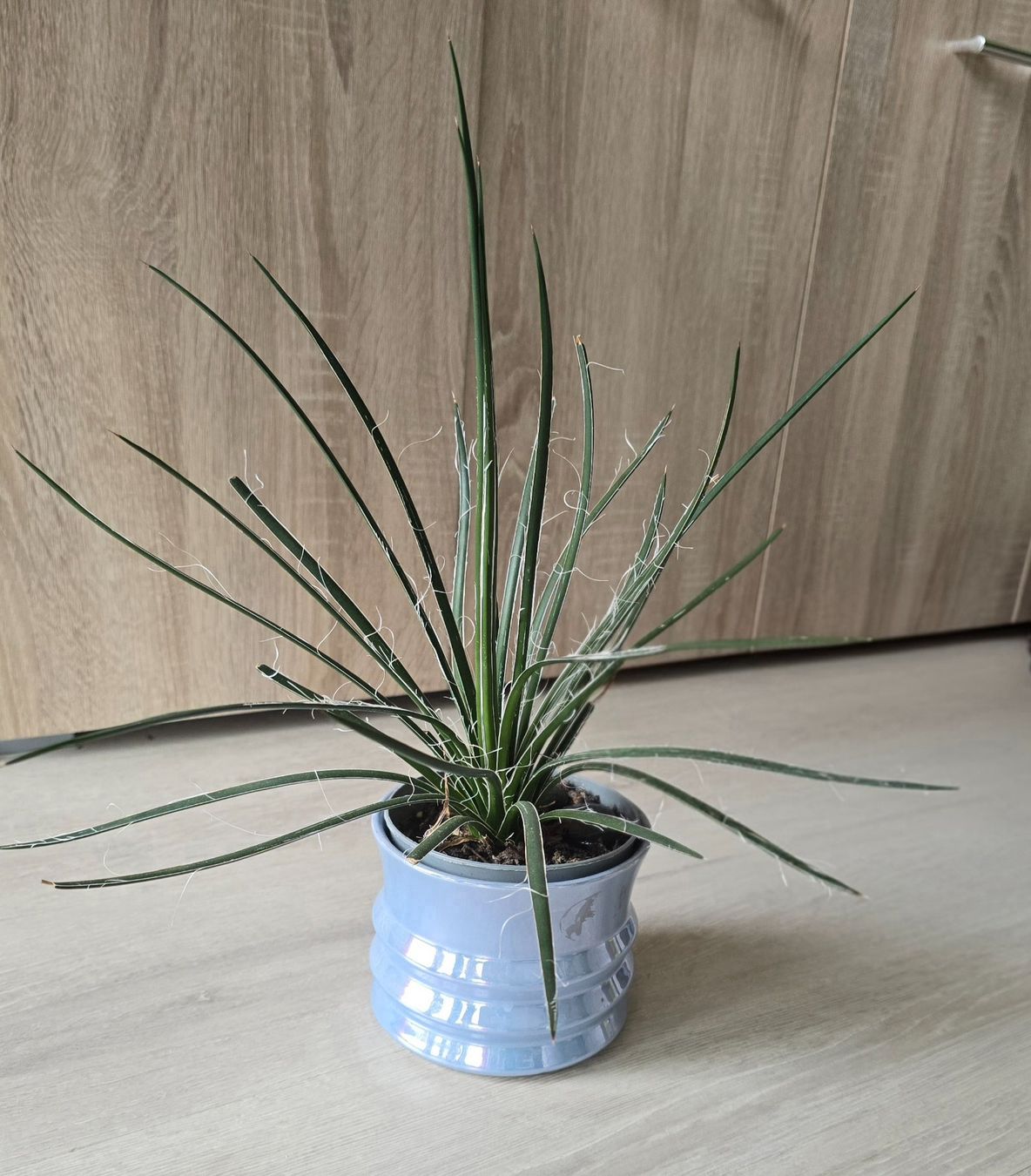 Piante & sementi: Spezielle Agave geminiflora – Nuovo (secondo la descrizione) da Aarburg venduto da Glitzerzauber 3