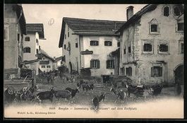 Bergün, Sammlung der Geissen auf dem Do