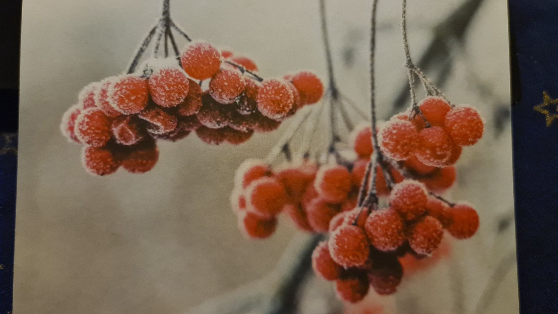 Cartoline: Grusskarte Schnee Winter Beeren – Usato da Dintikon venduto da Vexi