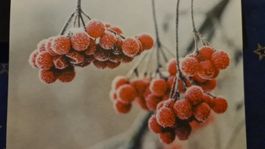 Grusskarte Schnee Winter Beeren