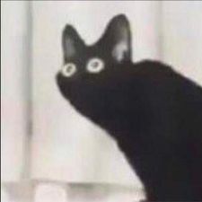Profile image of TuttiCat