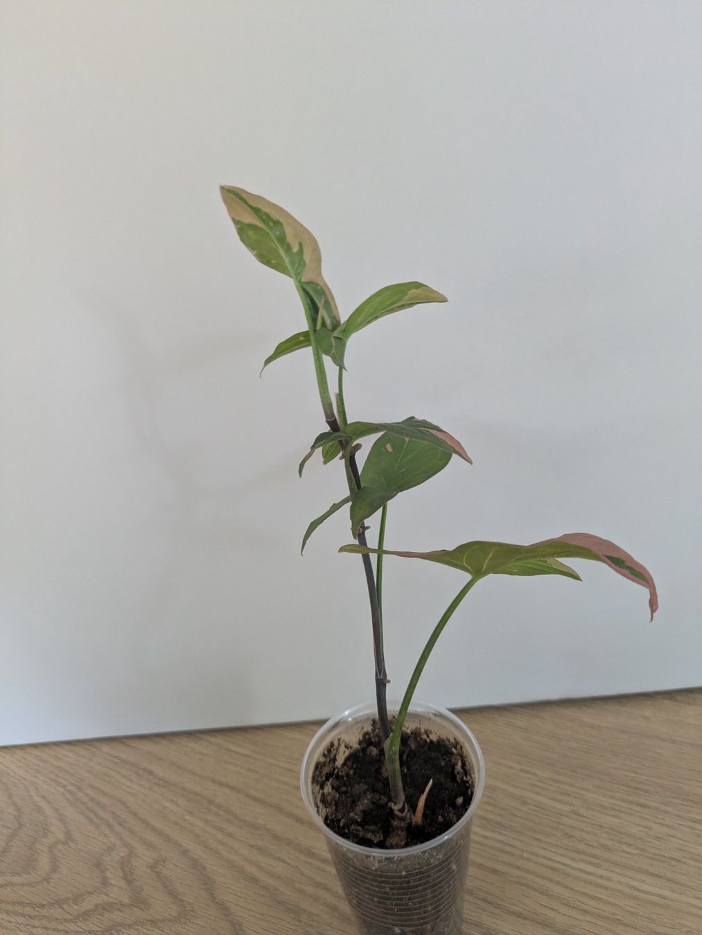 Piante & sementi: Syngonium Pink Splash Red Spot- Rare – Usato da Winkel venduto da Kade50 1
