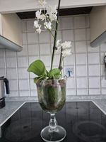 Elegante Phalaenopsis Orchidee im Glas - Winterzauber