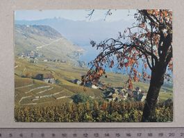 Les vignobles de Lavaux entre Vevey et Lausanne, 1974