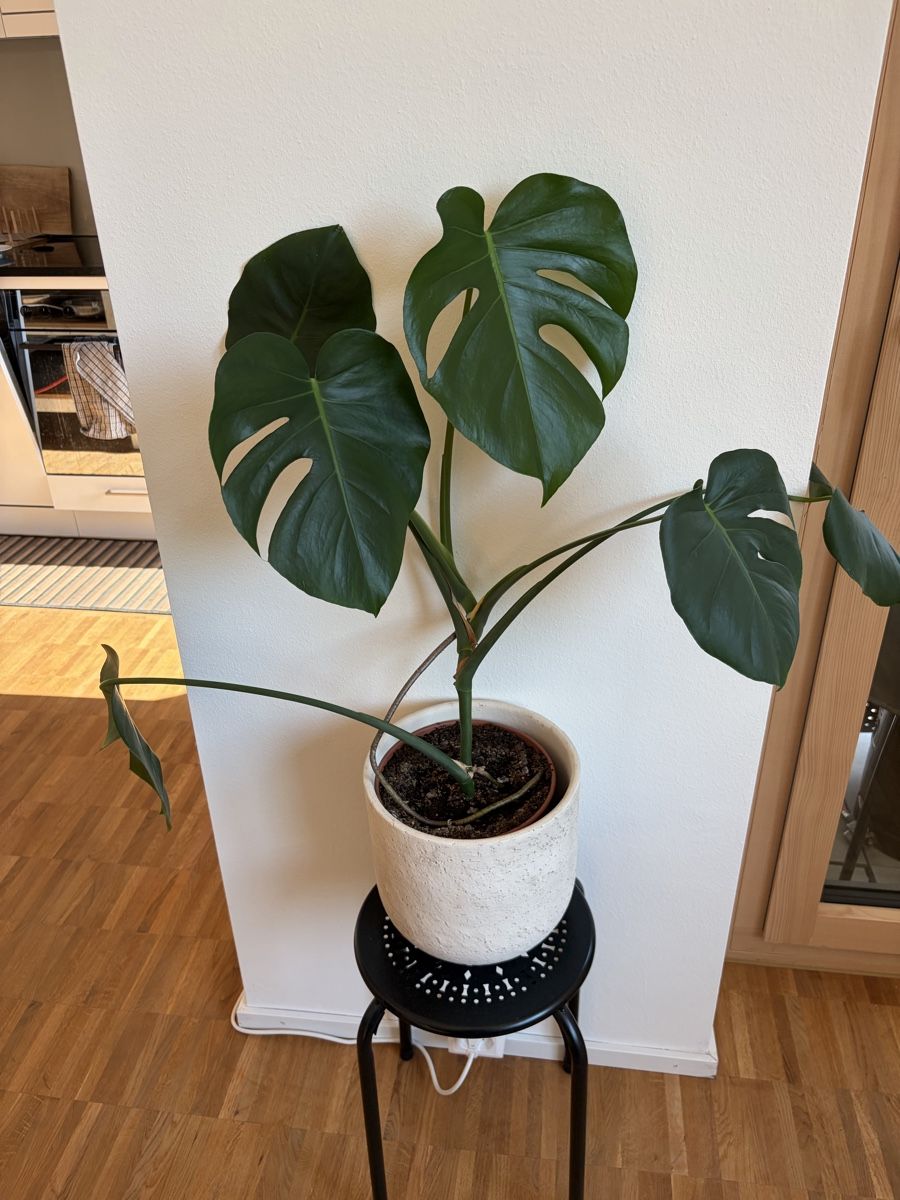 Pflanzen & Samen: Monstera Grünpflanze – Neu (gemäss Beschreibung) aus Basel von rkr_77kc