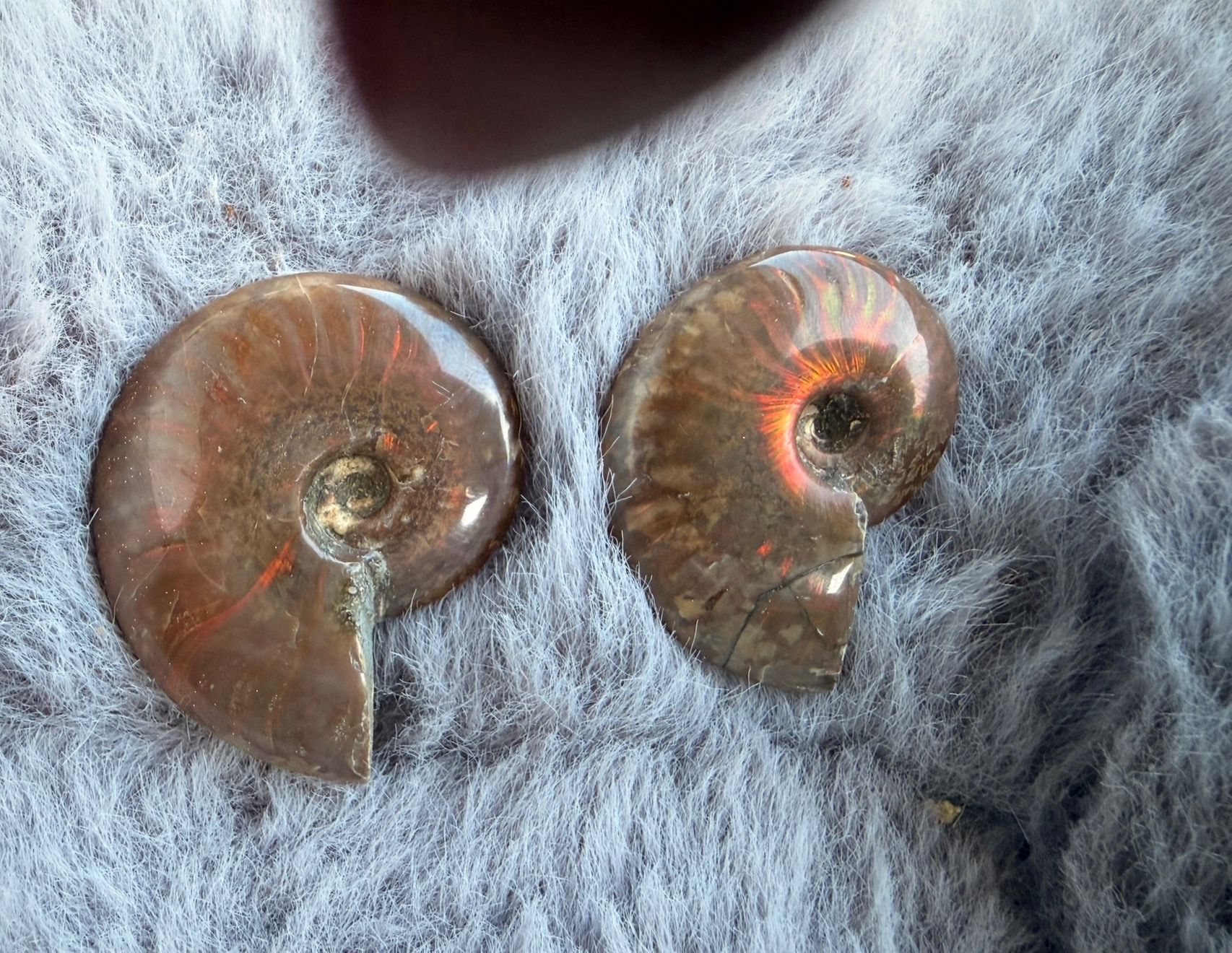 Fossiles: Ammoniten Fossilien – Neuf avec emballage d'origine à Wetzikon ZH par Linda5