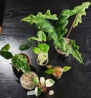 🔥 MEGA RARITÄTEN SALE! 💎 8-teilige Alocasia Collector Box