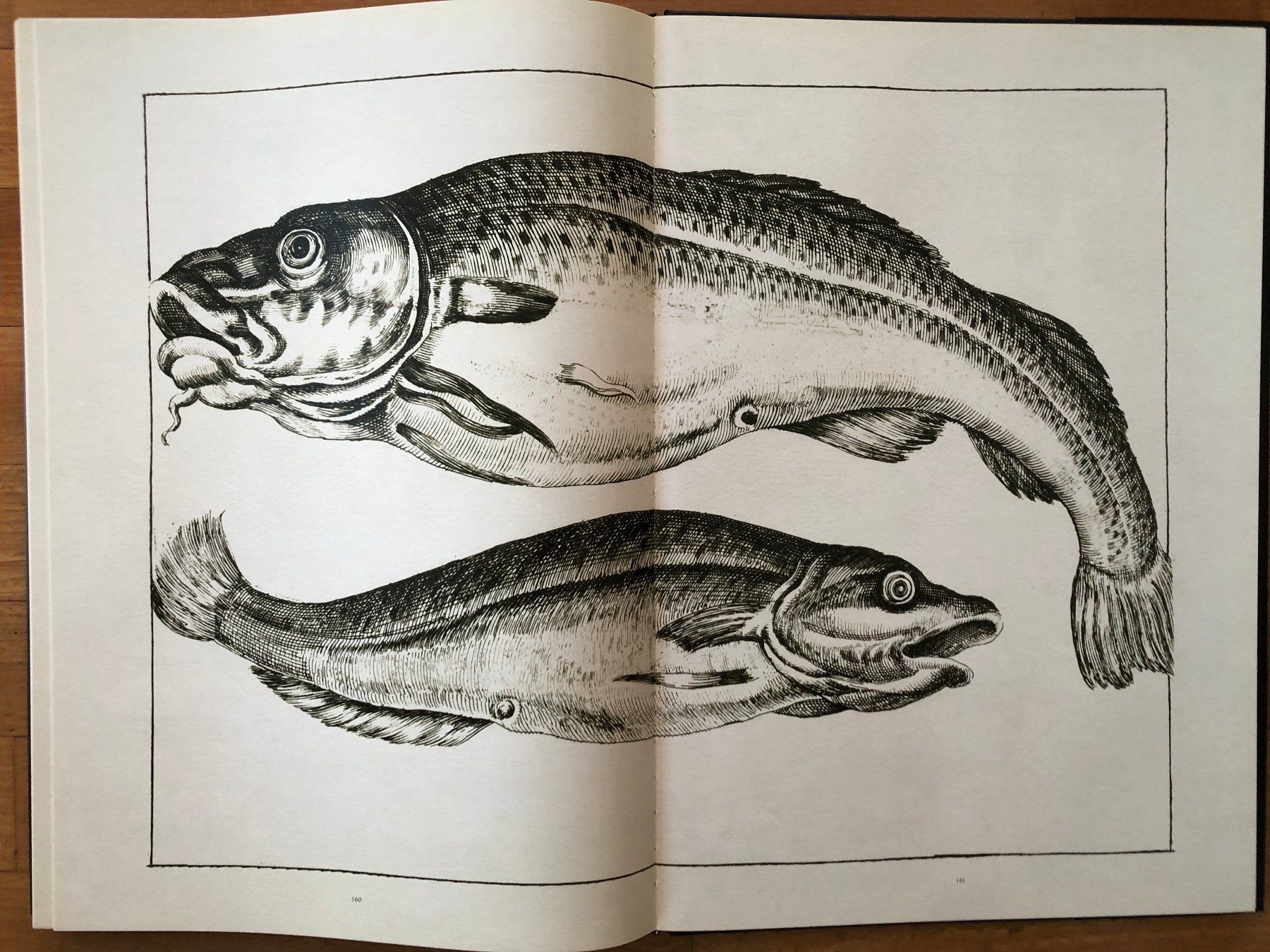 Libri: Kunst Buch: FREDERICK DE WIT - Lumen Picturae – Usato da Lugano venduto da gio.yo 8