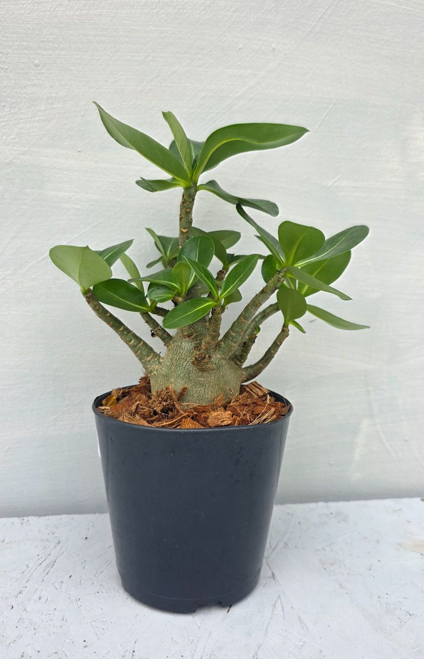 Piante & sementi: Adenium Obesum – Nuovo (secondo la descrizione) da St.Erhard venduto da Plumilandschweiz