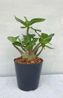 Adenium Obesum