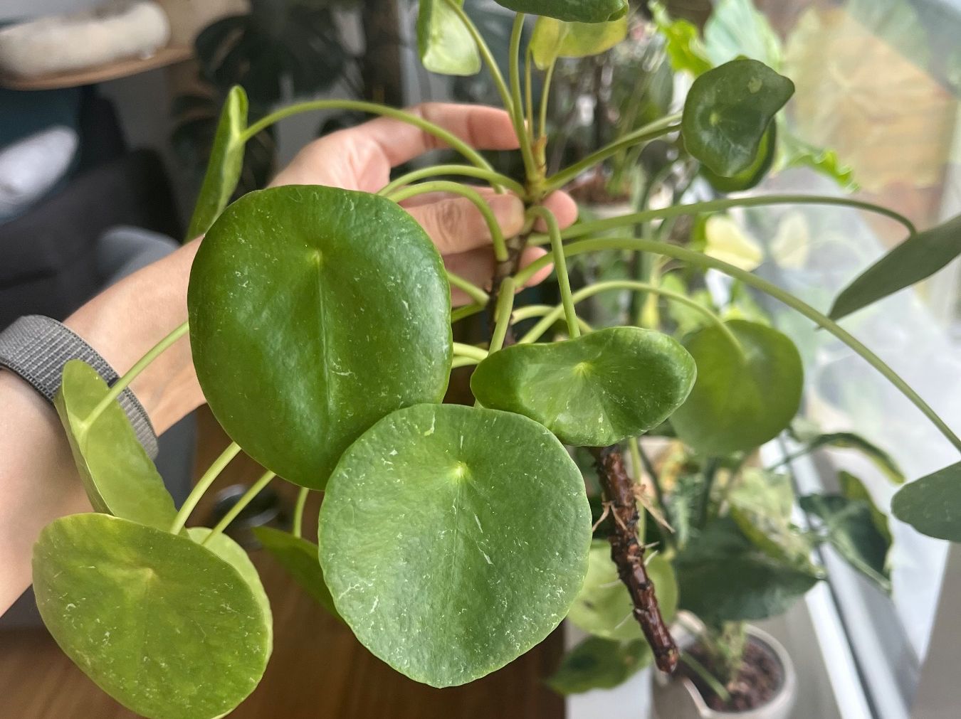 Piante & sementi: Rare Pilea Pepermoides Sugar – Usato da Zürich venduto da SummerUmbrage