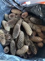 110 L Sack Tannenzapfen zum Basteln & Dekorieren