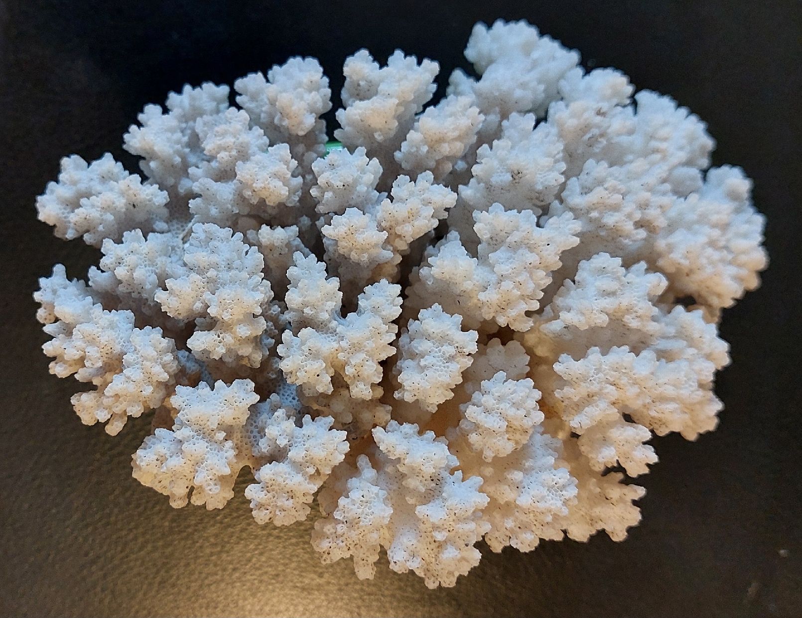 Tutte le decorazioni: Echte, dekorative Koralle. 538g – Usato da Fehraltorf venduto da Albino61 7