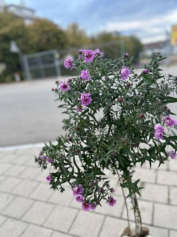 Piante & sementi: Aster Bäumchen  – Nuovo e nell'imballaggio originale da Frauenfeld venduto da ire_q29k 2