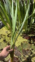 Schöne Sumpfschwertlilien für Ihren Gartenteich, Top!