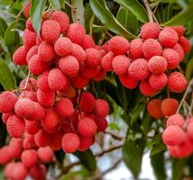 LITSCHI CHINENSIS : 3 FRUCHTBARE SAMEN + DETAILLIERTE ANWEIS