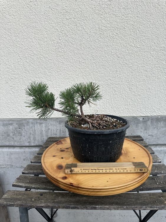 Pinus Mugo auf Stein Projekt / Bonsai (Neu (gemss Beschreibung)) in Suhr  fr CHF 25  nur Abholung auf Ricardo kaufen